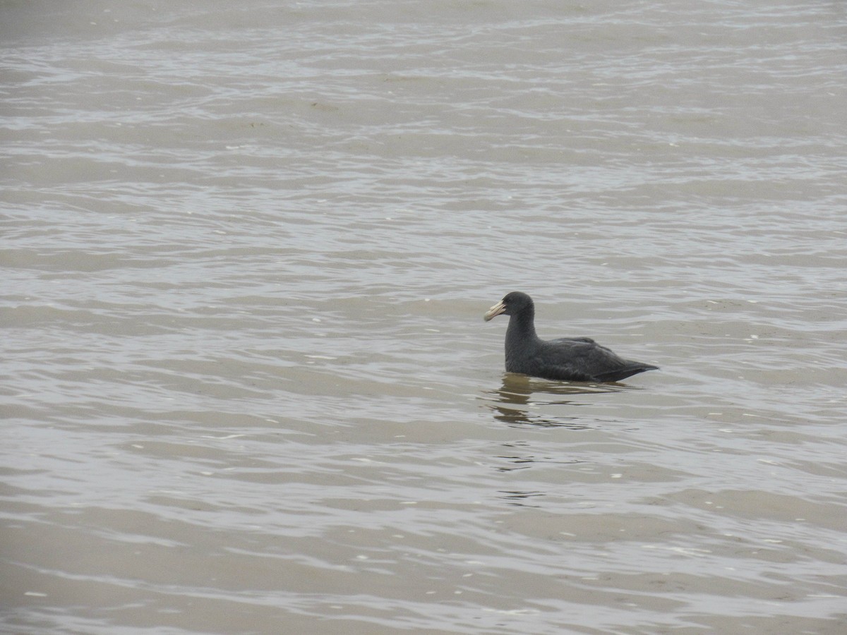 Southern Giant-Petrel - ML620788128