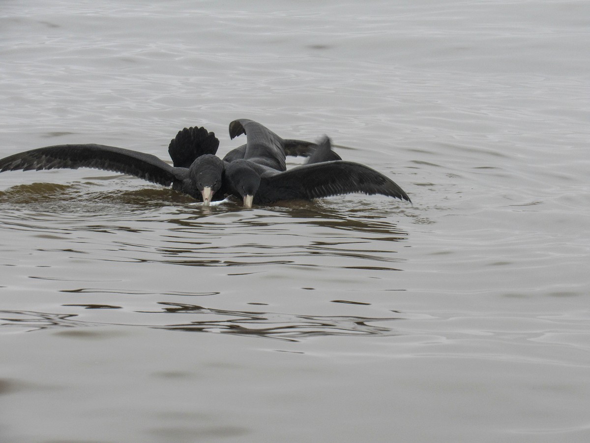 Southern Giant-Petrel - ML620788129