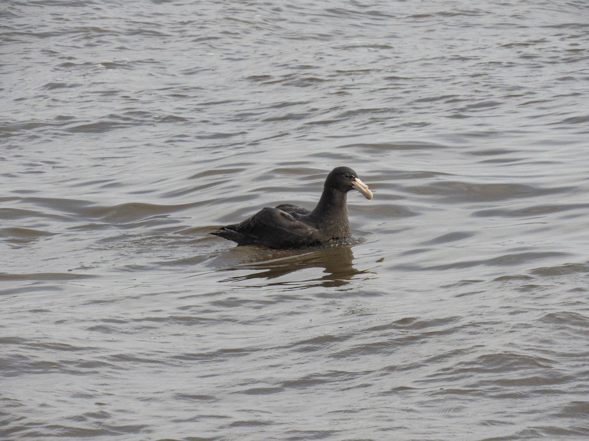 Southern Giant-Petrel - ML620788130