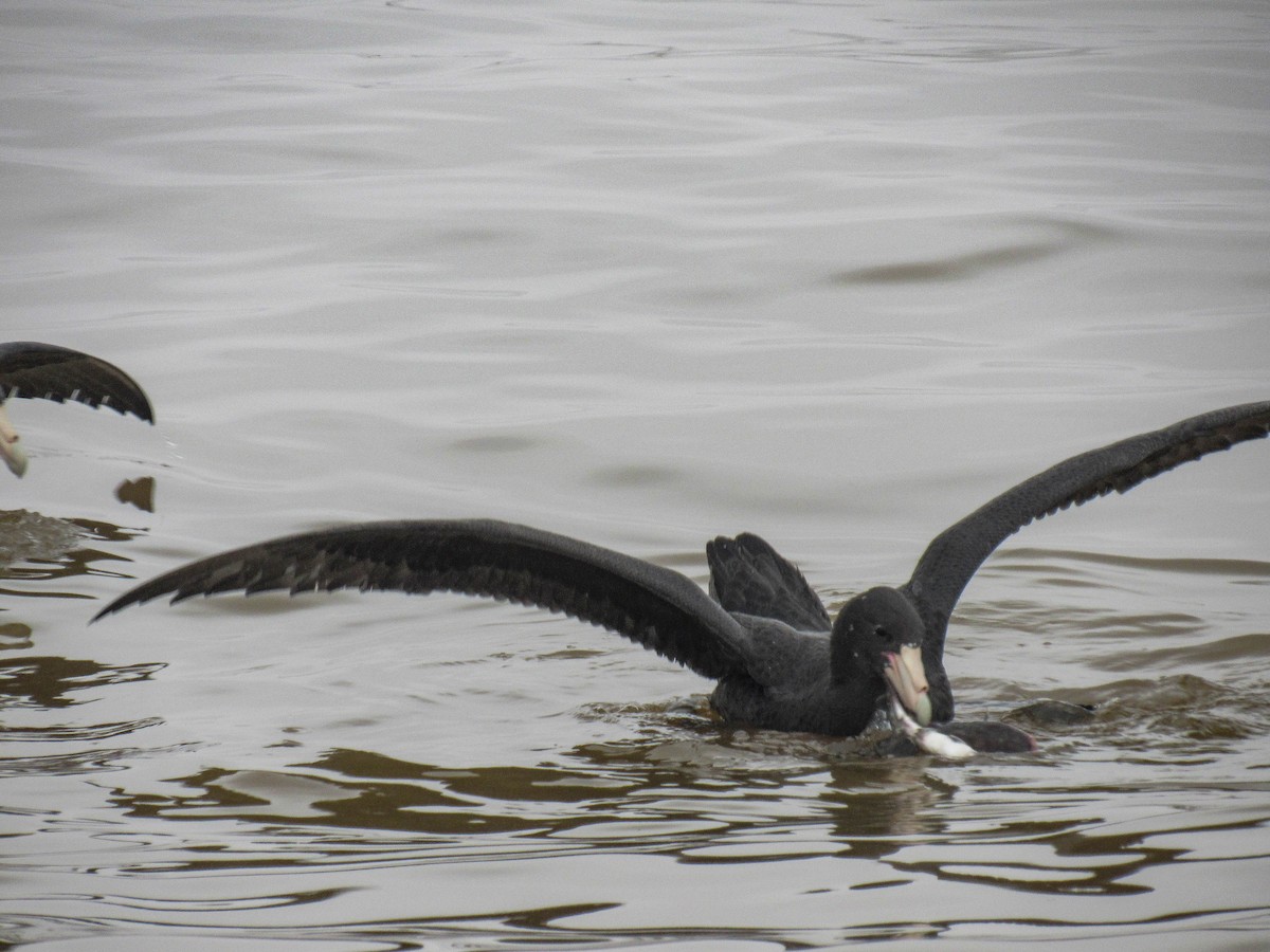 Southern Giant-Petrel - Luis  Weymar Junior