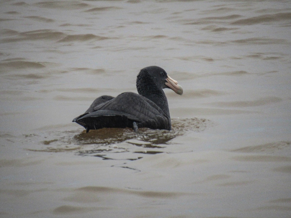 Southern Giant-Petrel - ML620788137