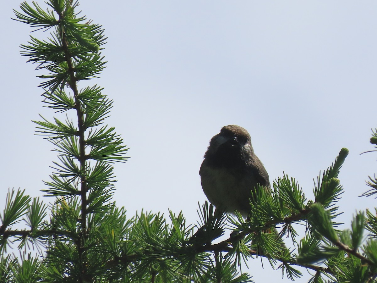 Boreal Chickadee - ML620788138