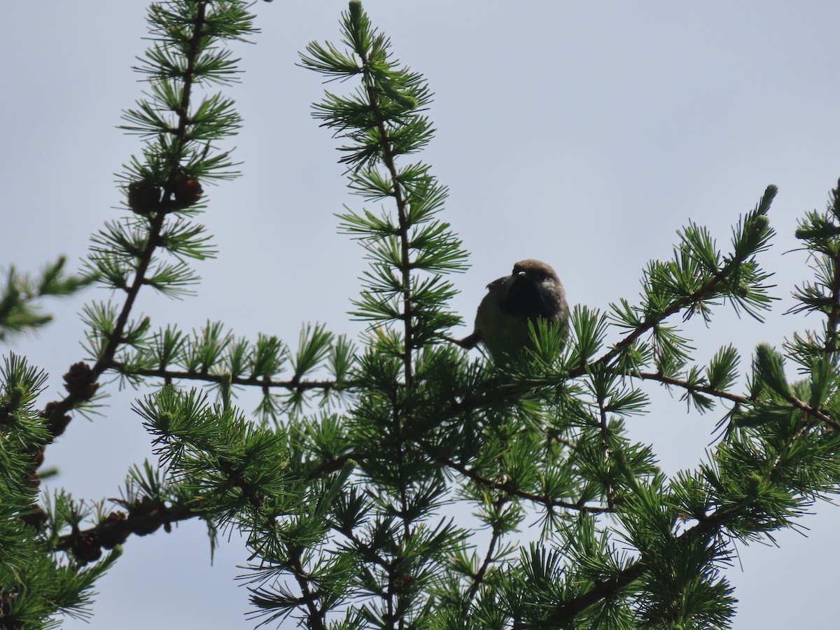 Boreal Chickadee - ML620788139