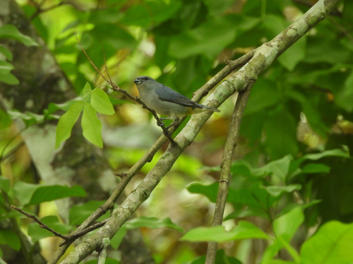 Jamaican Euphonia - ML620788141