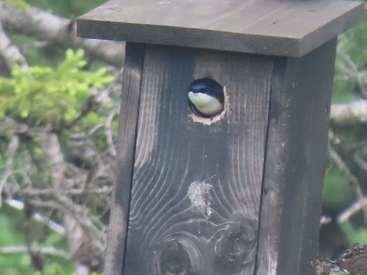 Tree Swallow - ML620788143