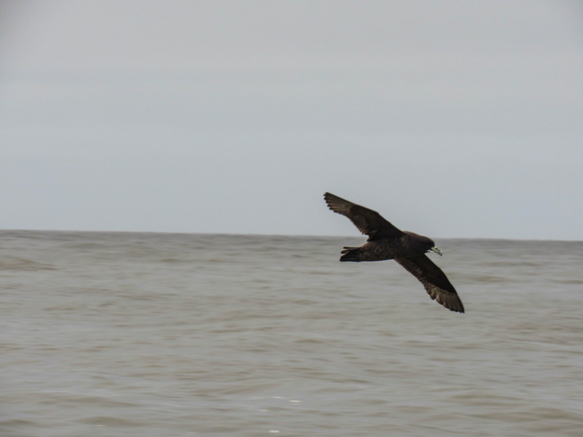 White-chinned Petrel - ML620788145