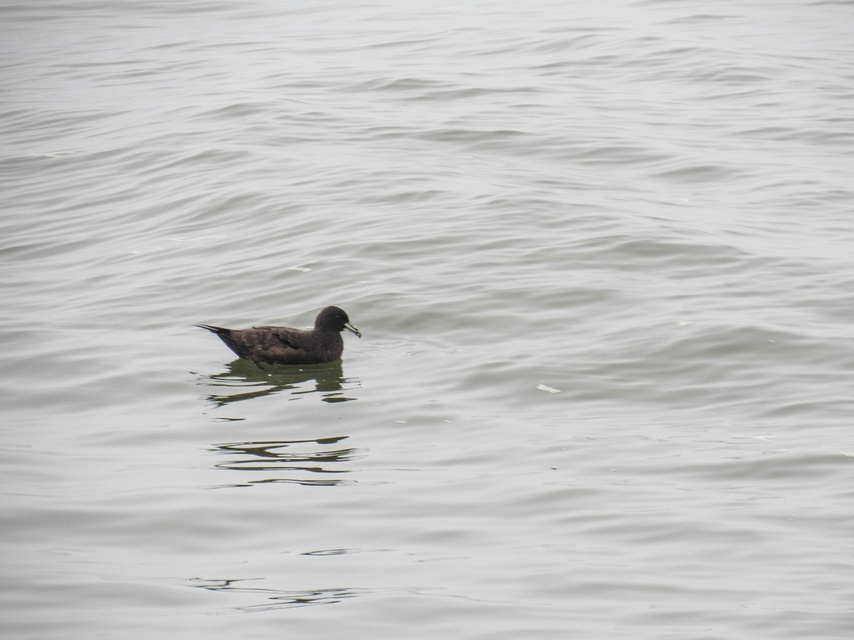 White-chinned Petrel - ML620788146