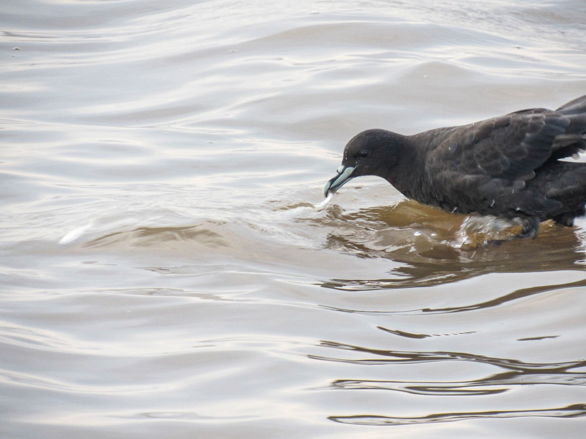 Weißkinn-Sturmvogel - ML620788148