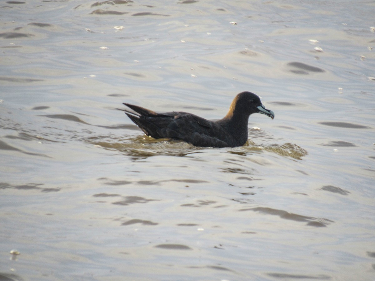 White-chinned Petrel - ML620788150