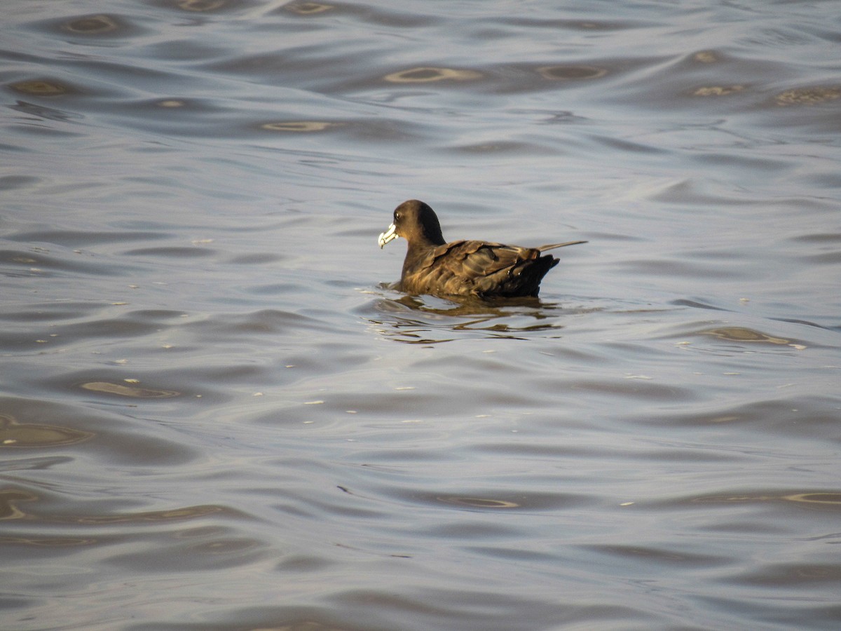 Weißkinn-Sturmvogel - ML620788152