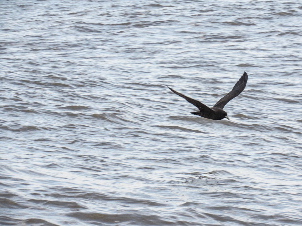 White-chinned Petrel - Luis  Weymar Junior