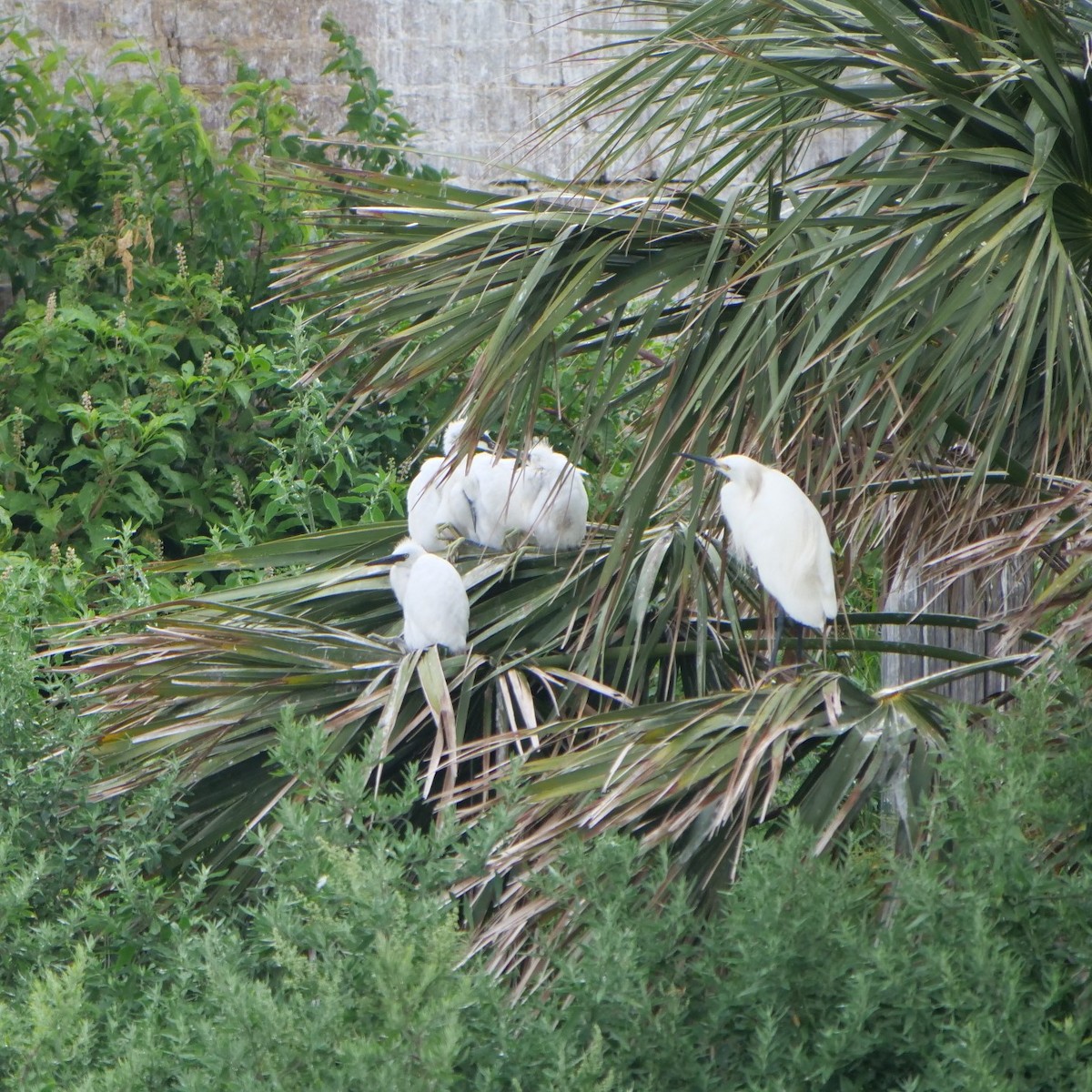 Snowy Egret - ML620788154