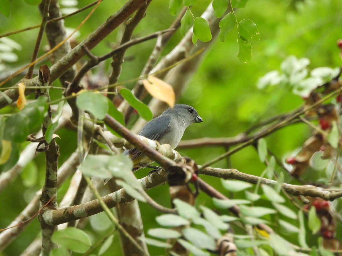 Jamaican Euphonia - ML620788156