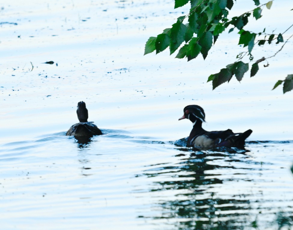 Wood Duck - ML620788157