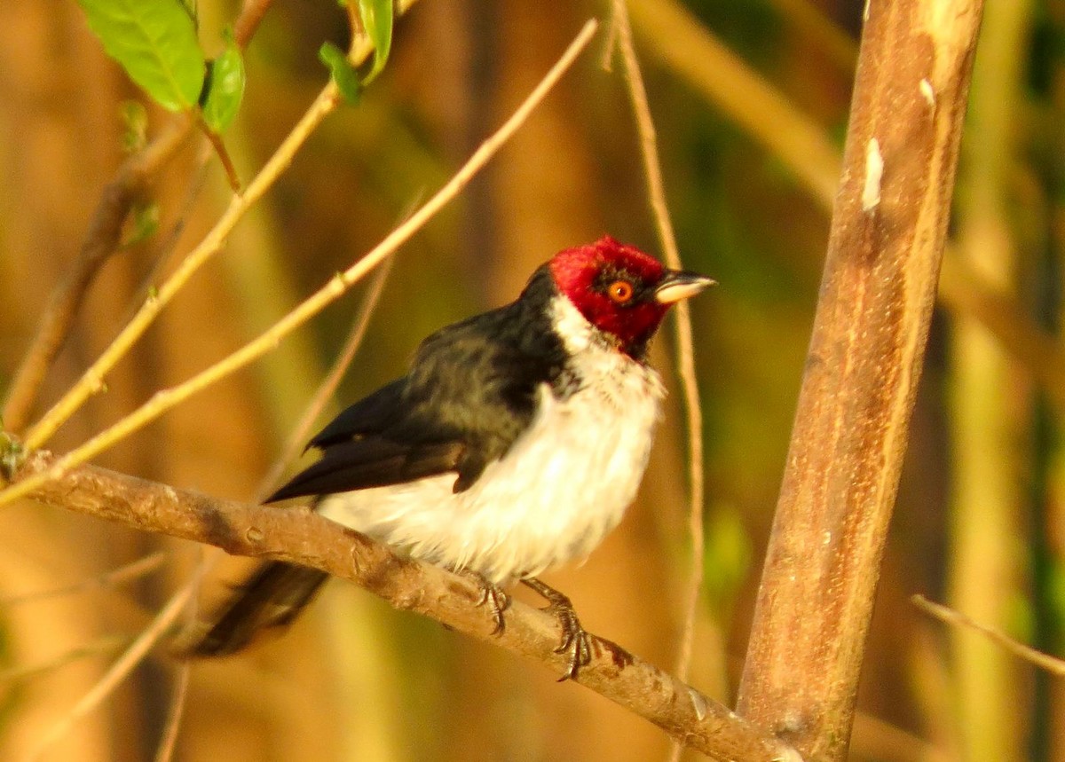 Red-capped Cardinal - ML620788158