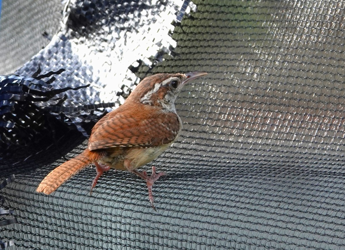 Carolina Wren - ML620788163