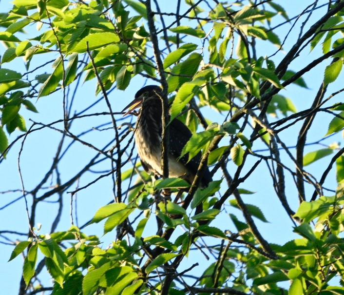 Green Heron - ML620788164