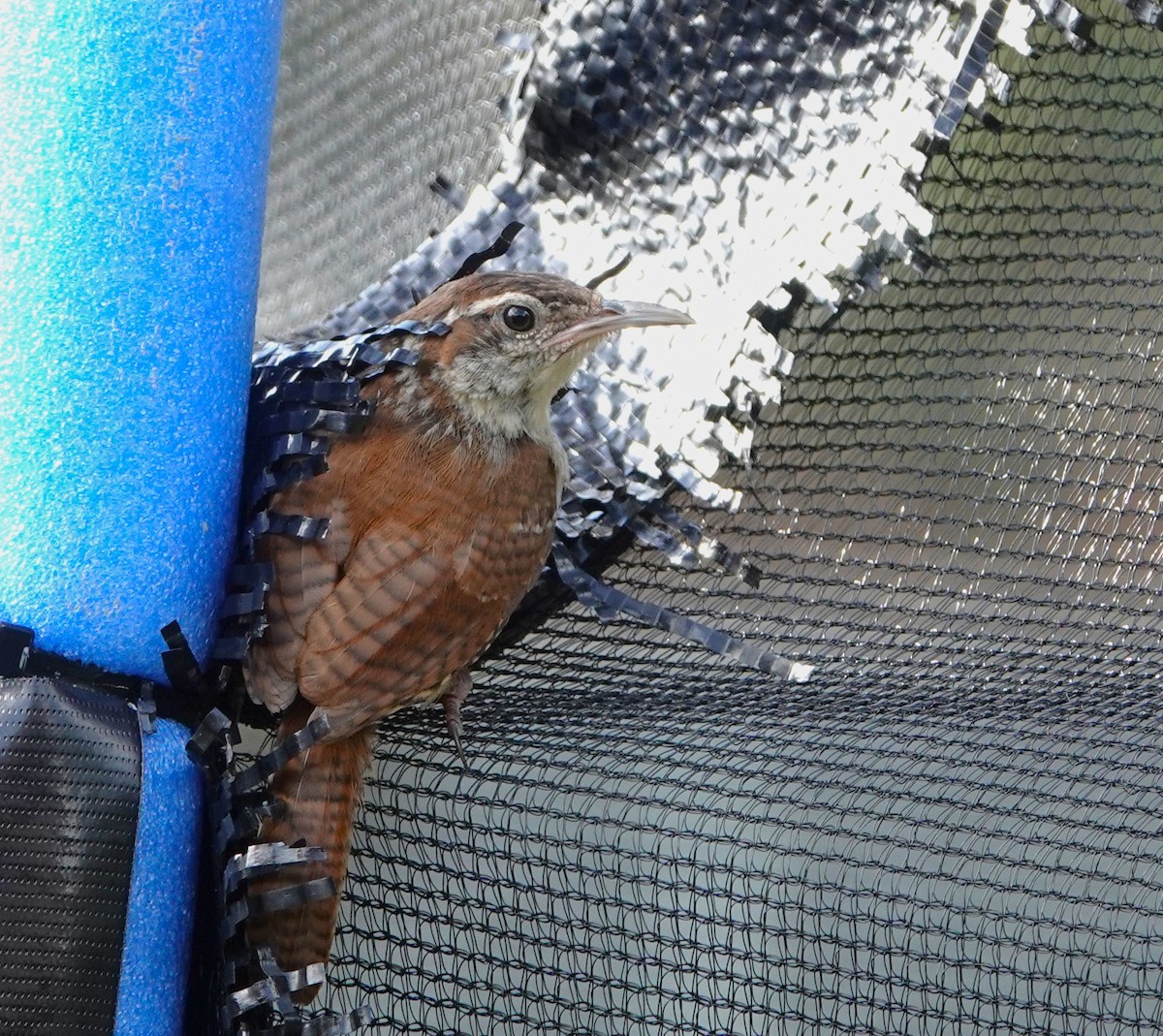 Carolina Wren - ML620788165