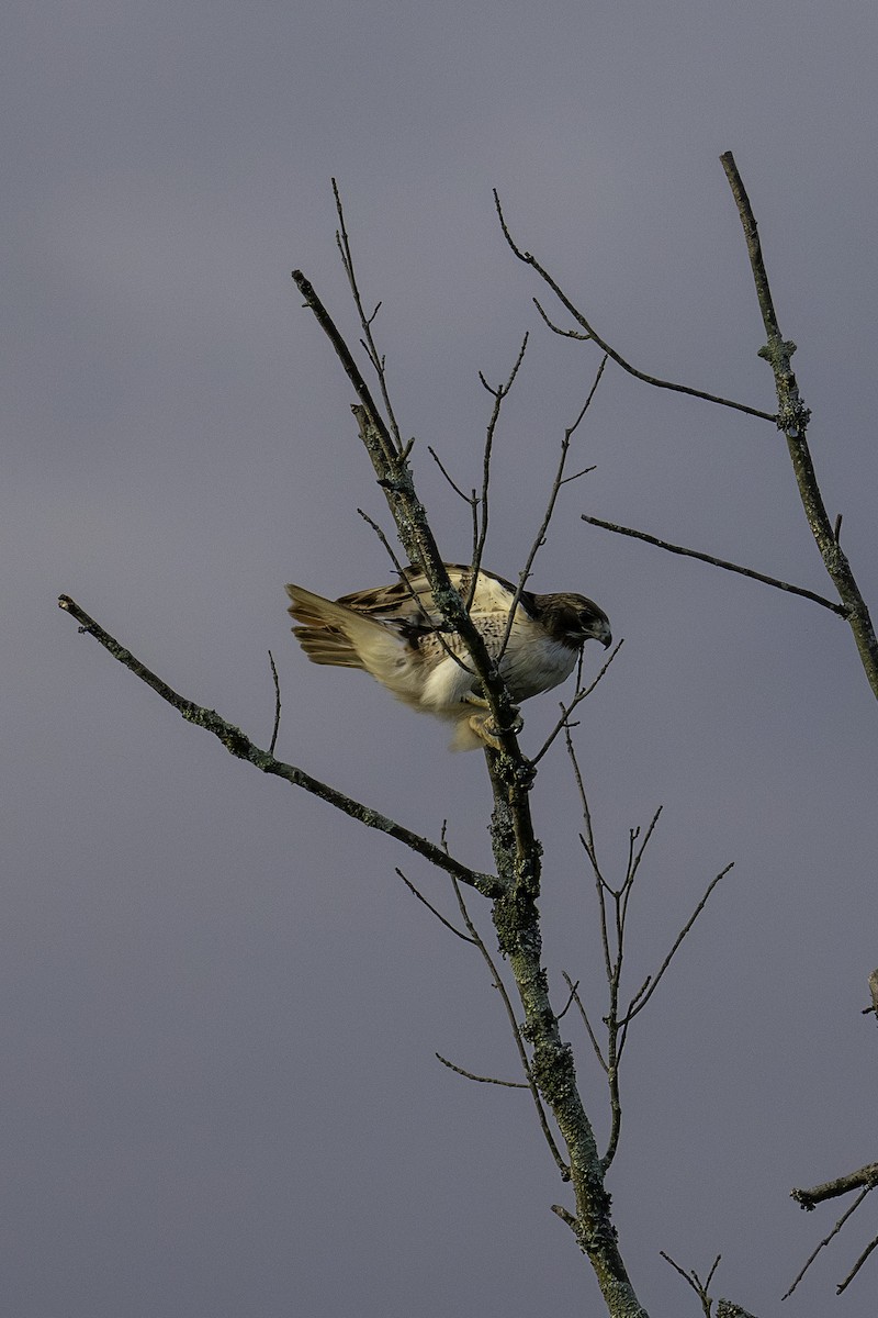 Red-tailed Hawk - ML620788166