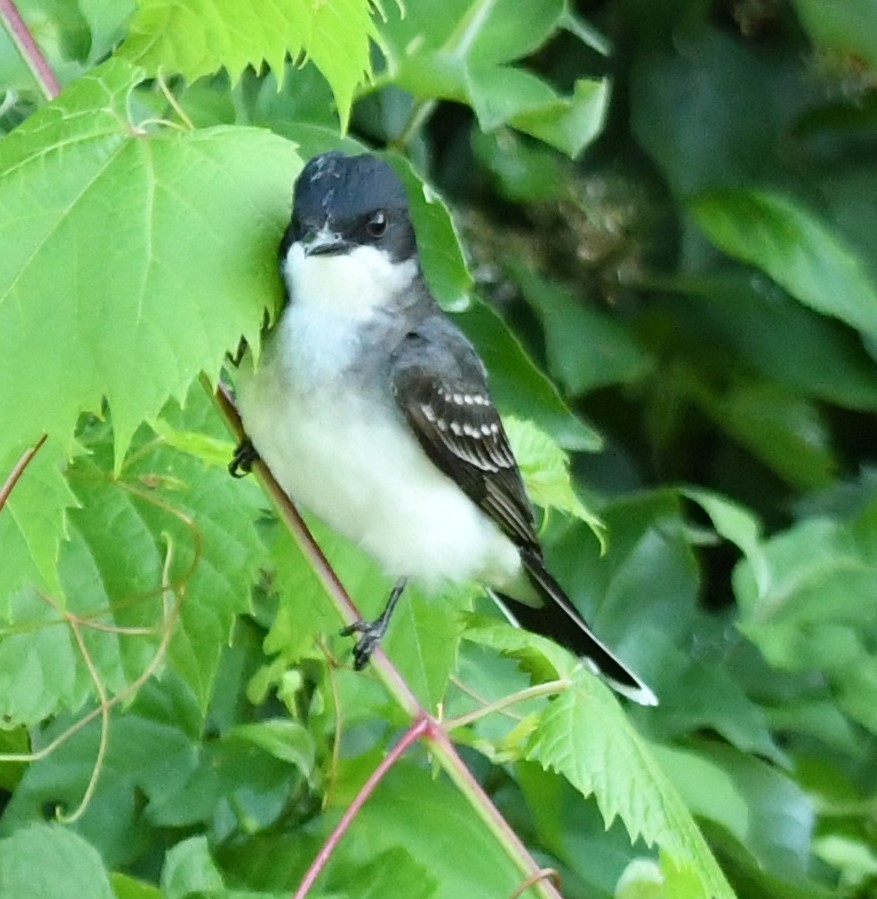 Eastern Kingbird - ML620788170