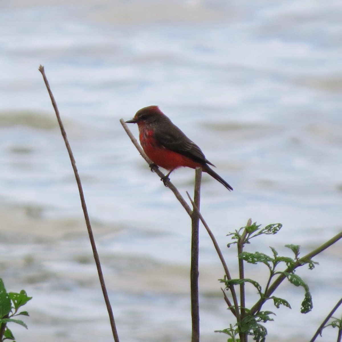 Vermilion Flycatcher - ML620788174