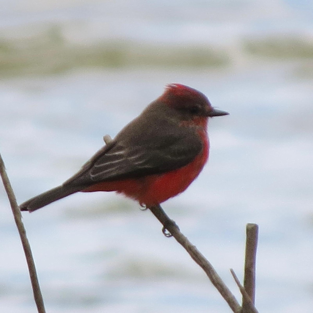 Vermilion Flycatcher - ML620788175