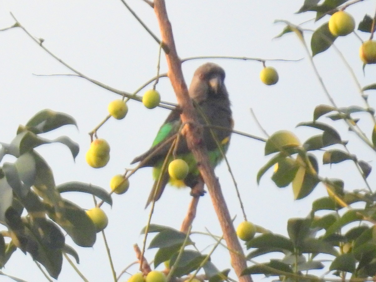 Meyer's Parrot - ML620788176