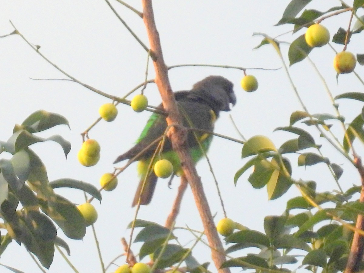 Meyer's Parrot - ML620788177