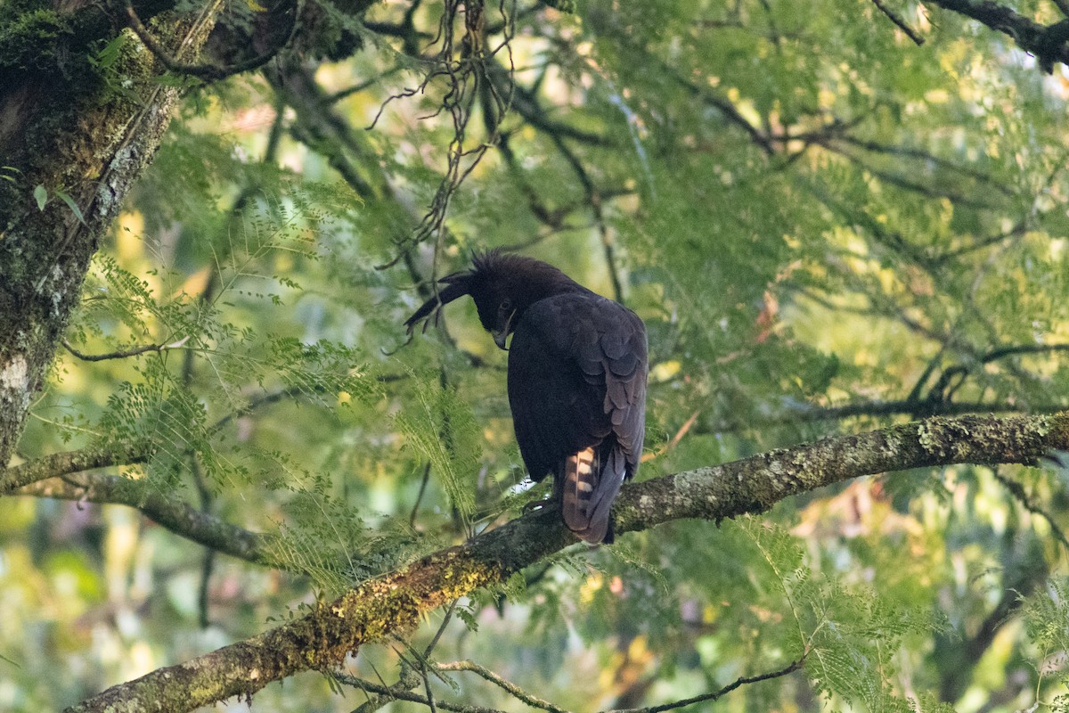 Long-crested Eagle - ML620788182