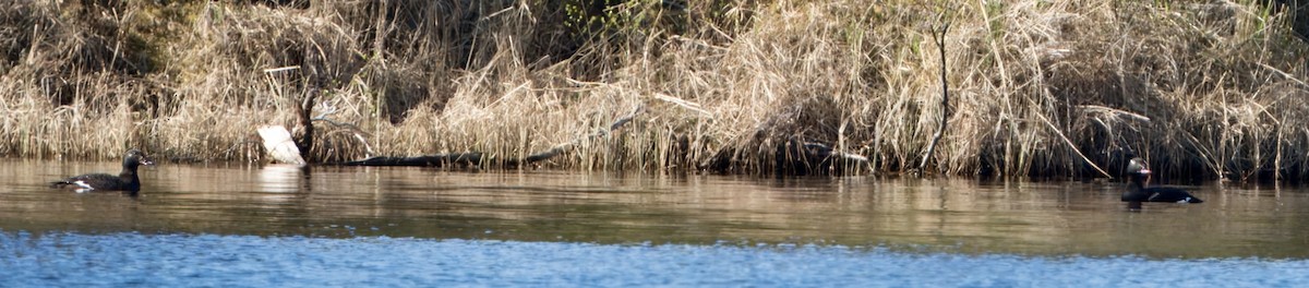 White-winged Scoter - ML620788185