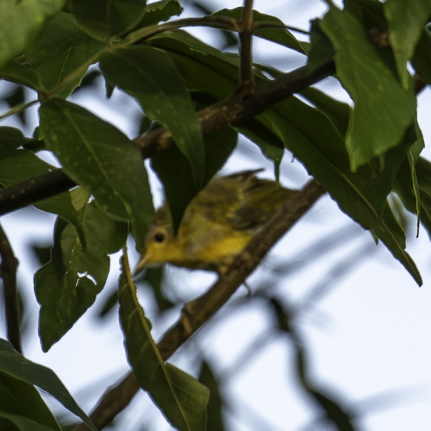 American Redstart - ML620788190