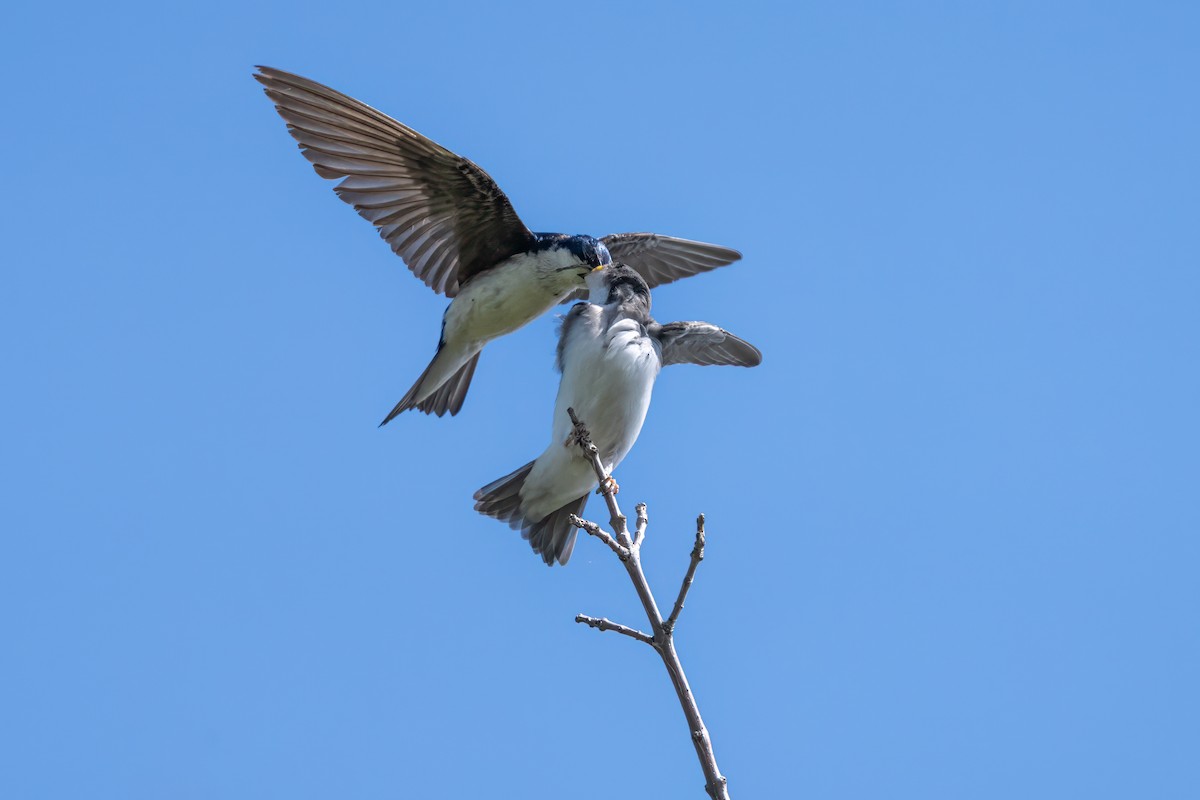 Golondrina Bicolor - ML620788194