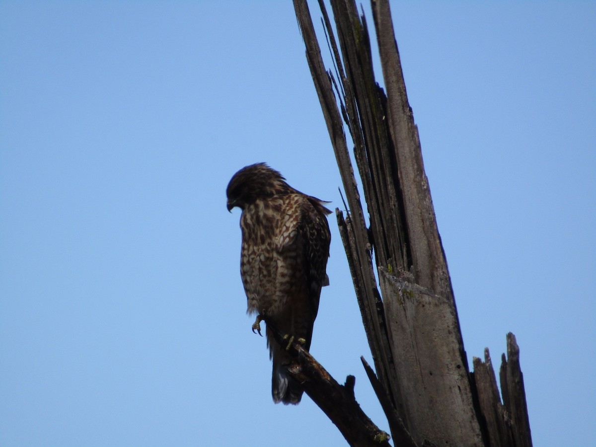 Red-shouldered Hawk - Douglas Brown