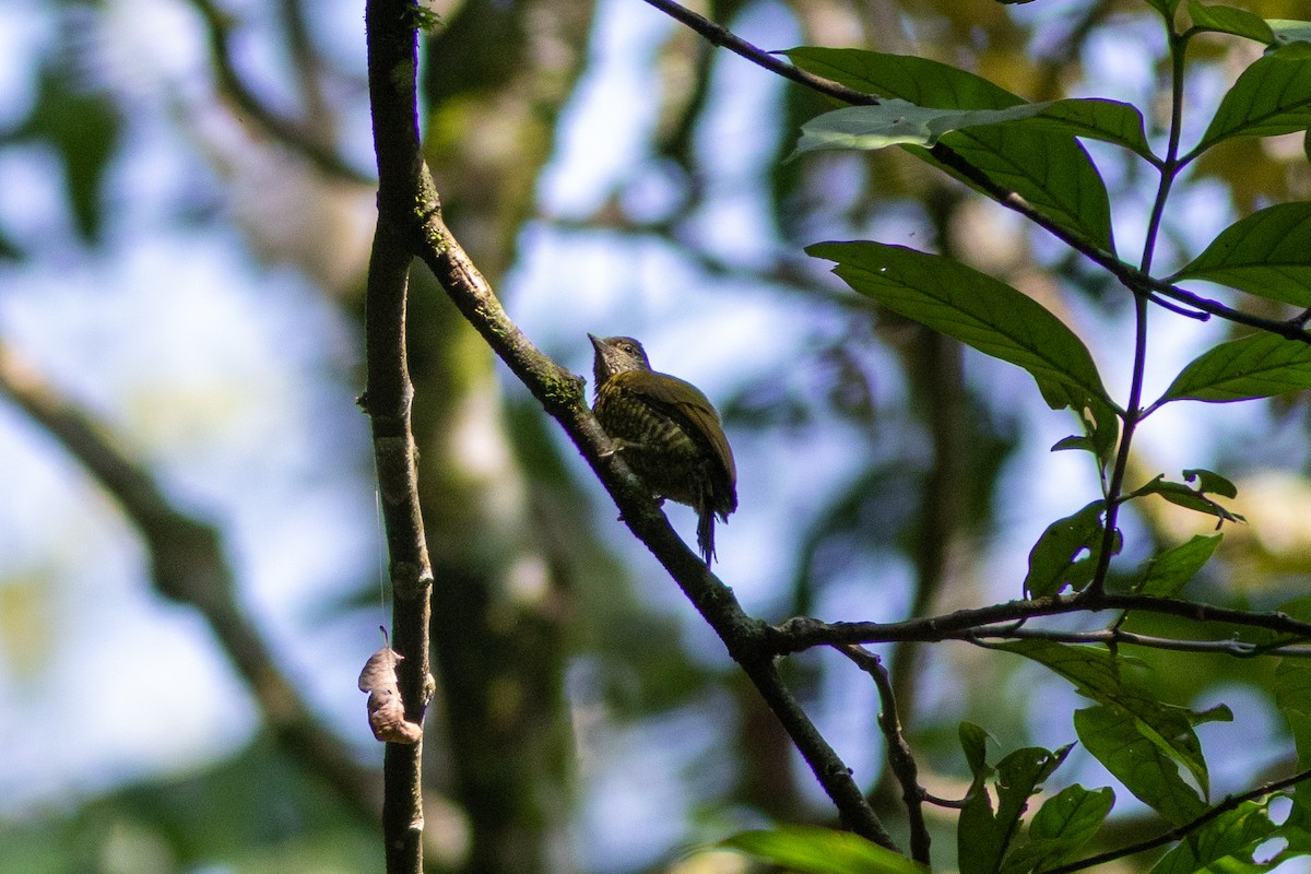 Buff-spotted Woodpecker - ML620788199