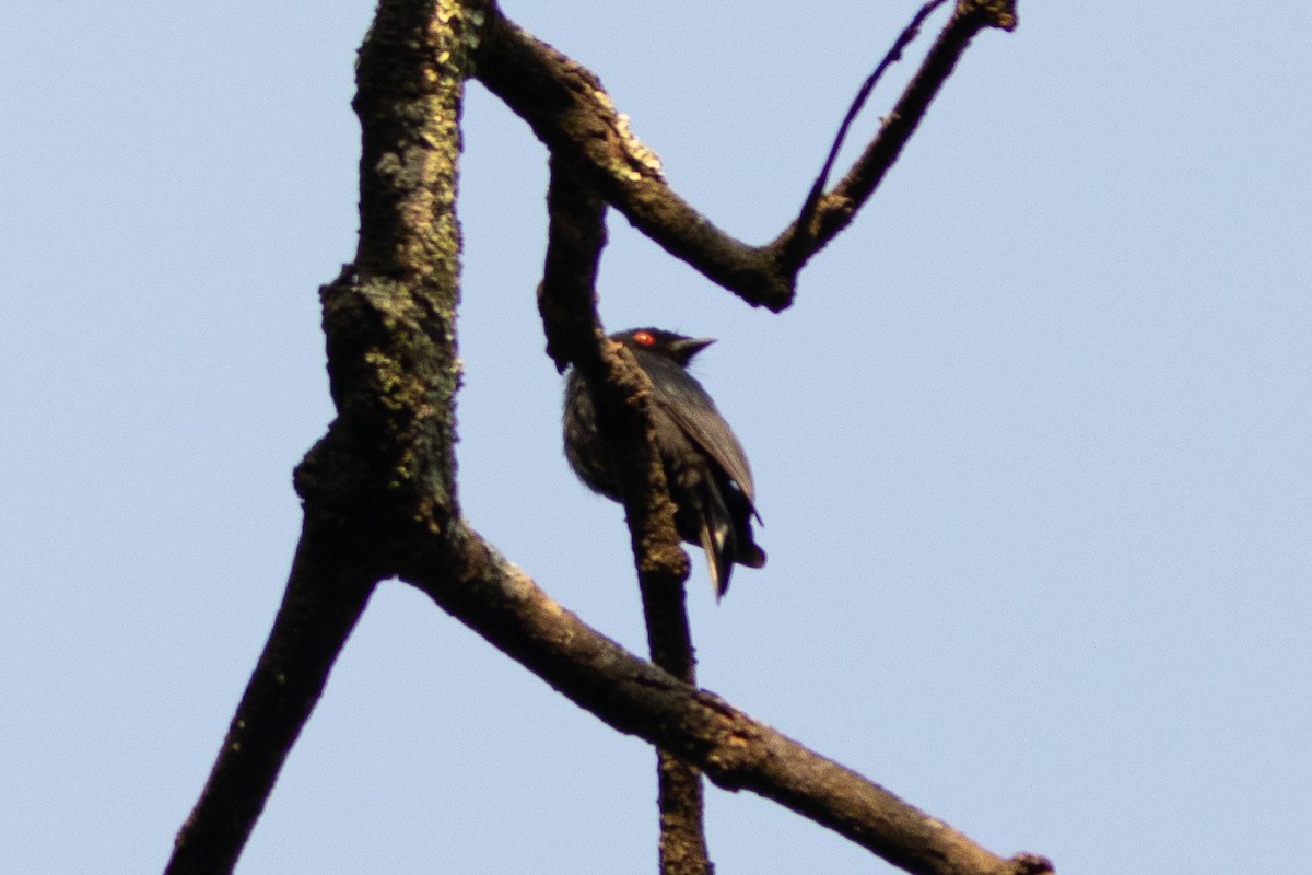 Sharpe's Drongo - ML620788209