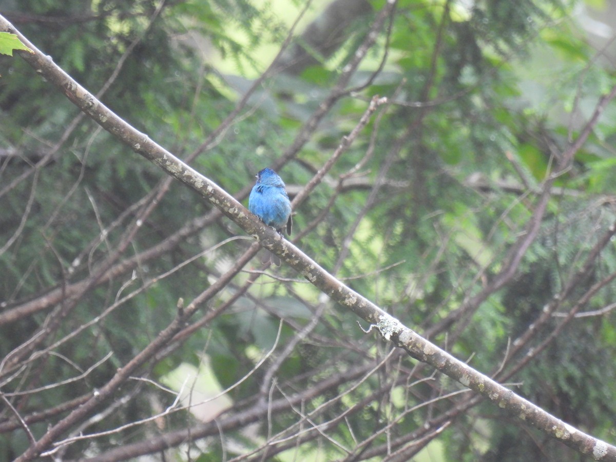 Indigo Bunting - ML620788219