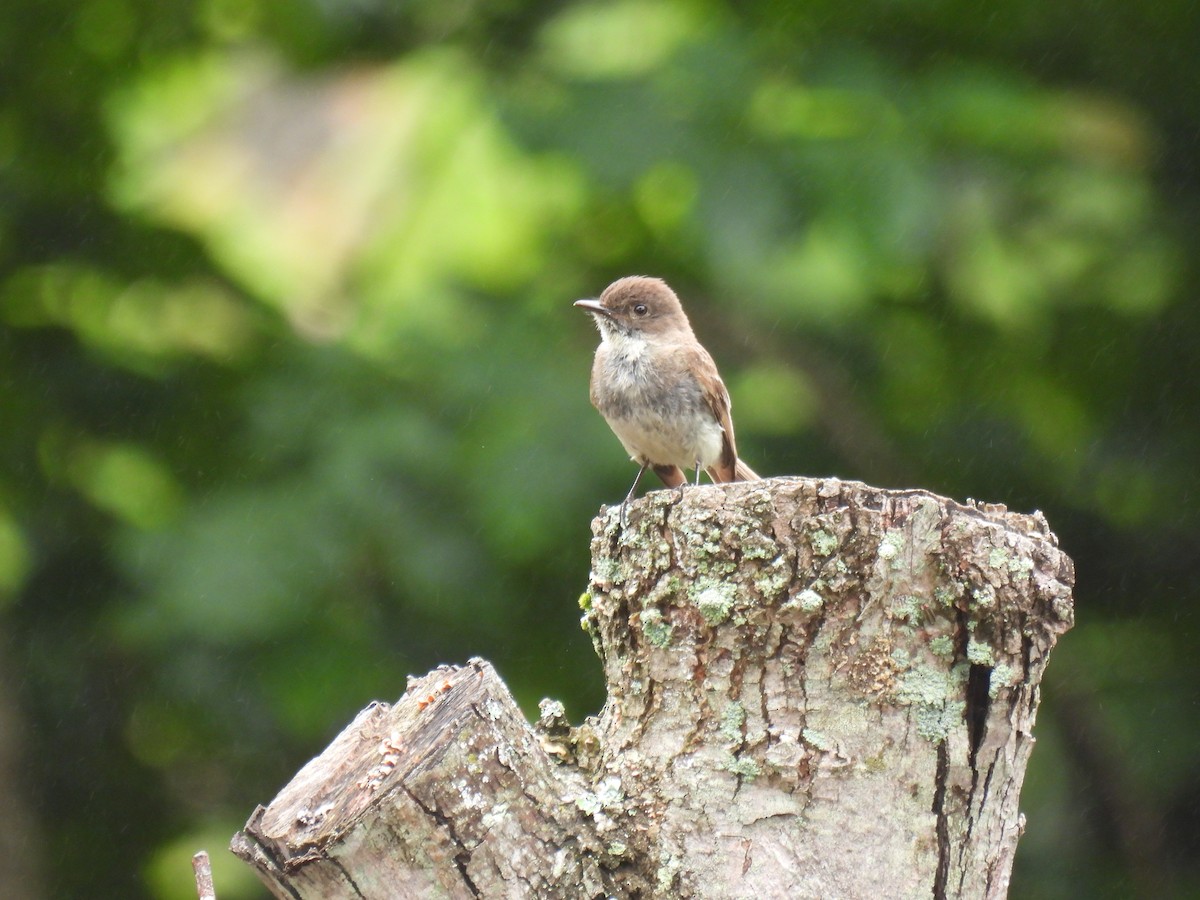 Eastern Phoebe - ML620788224