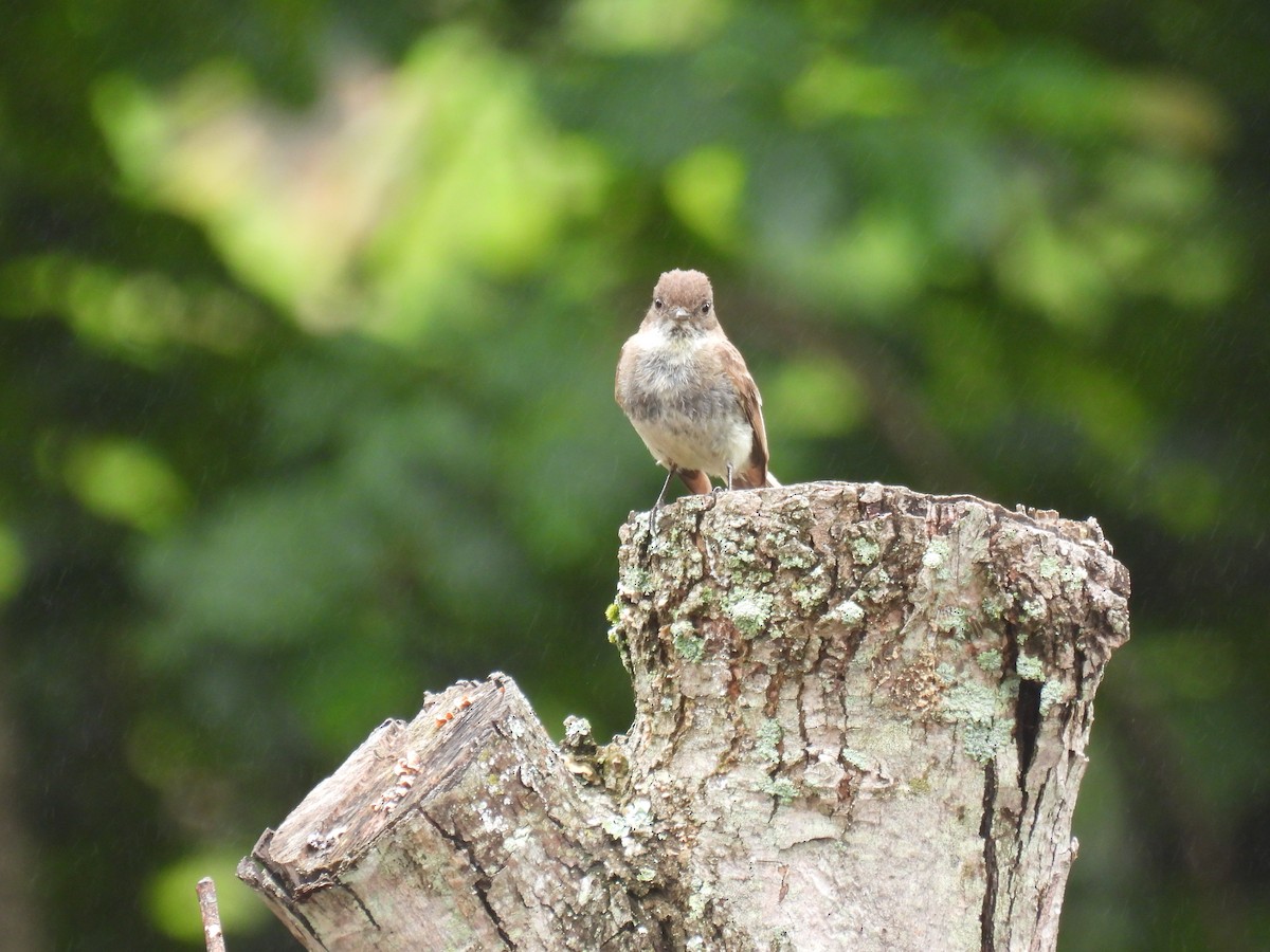 Eastern Phoebe - ML620788225