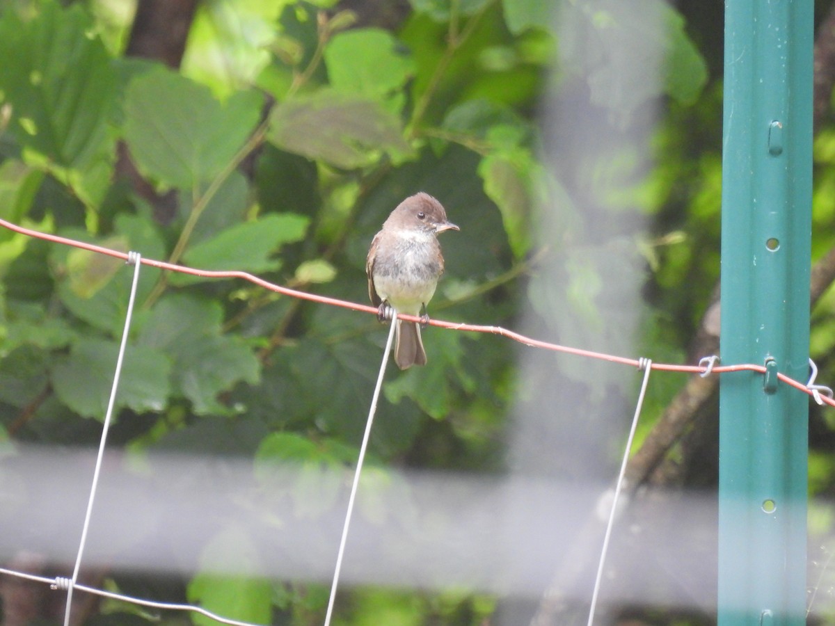 Eastern Phoebe - ML620788229