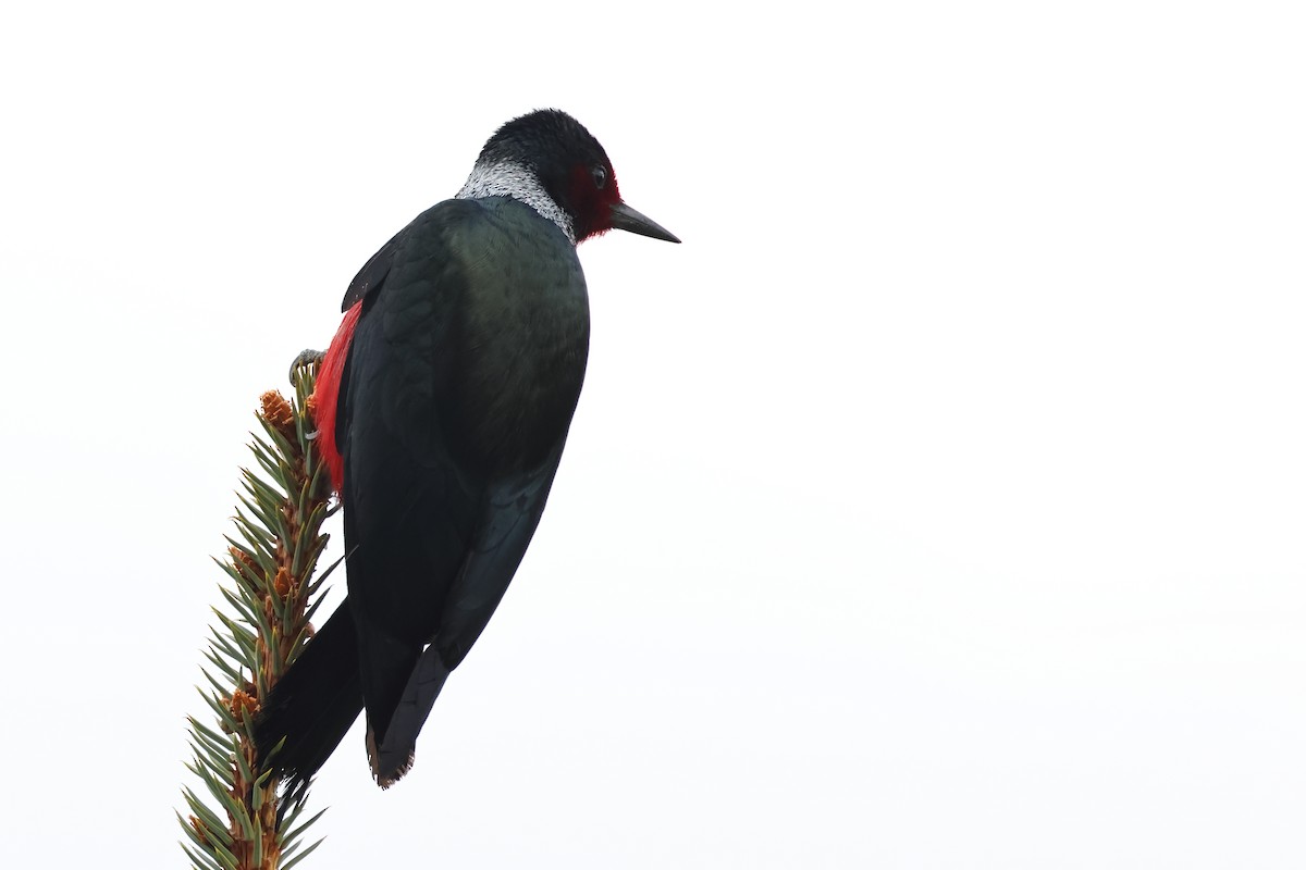 Lewis's Woodpecker - ML620788230