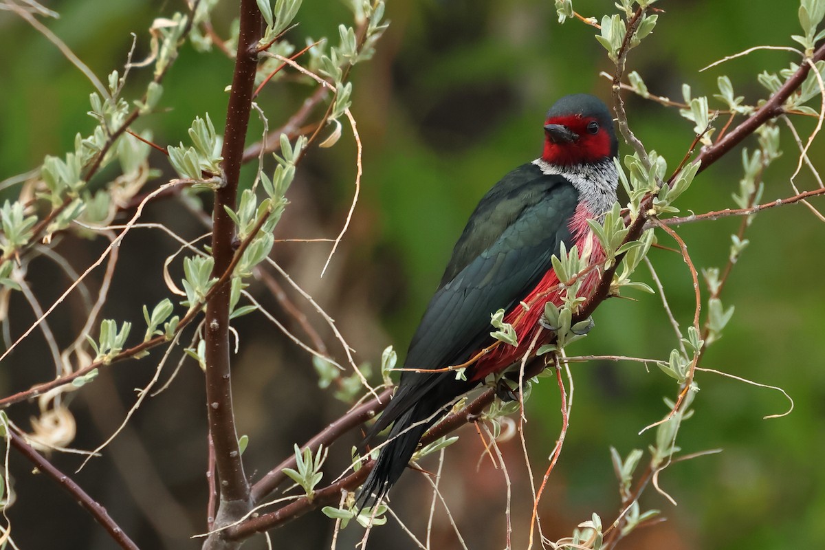 Lewis's Woodpecker - ML620788231