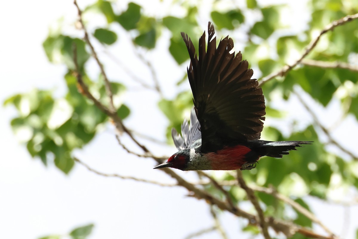 Lewis's Woodpecker - ML620788232