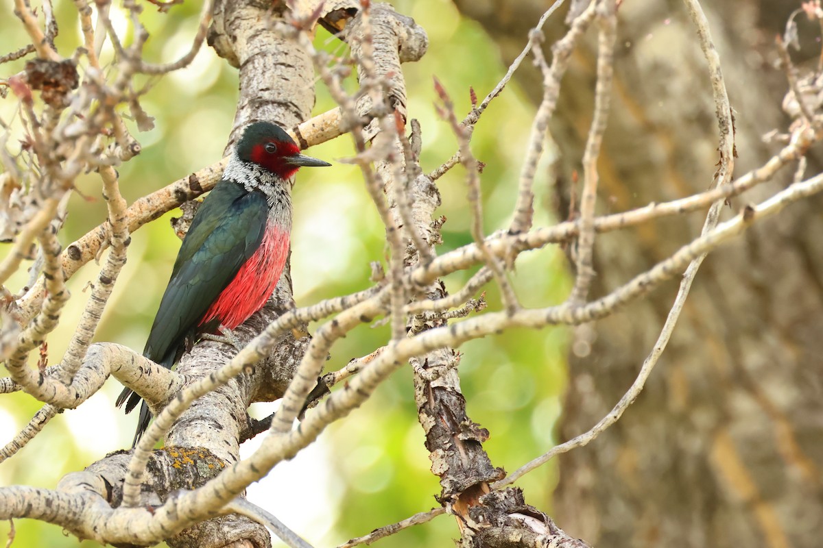 Lewis's Woodpecker - ML620788236