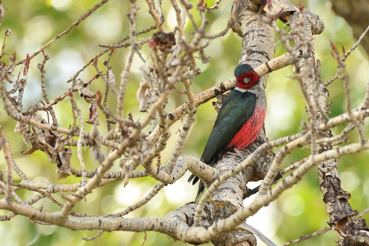 Lewis's Woodpecker - ML620788237