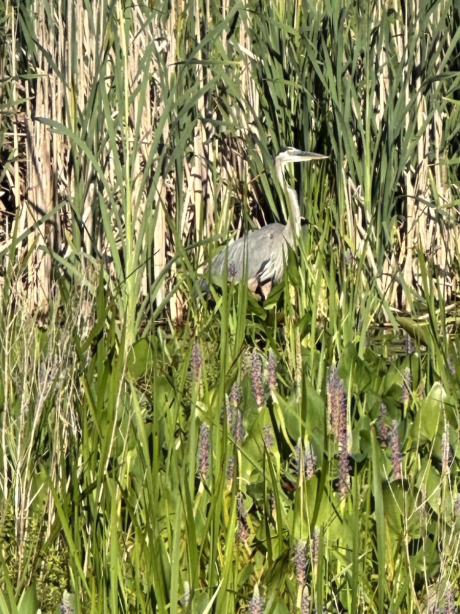 Great Blue Heron - ML620788244