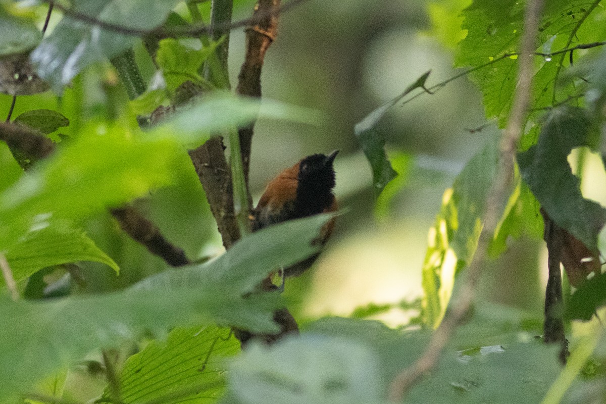 Black-faced Rufous-Warbler - Edward Jenkins