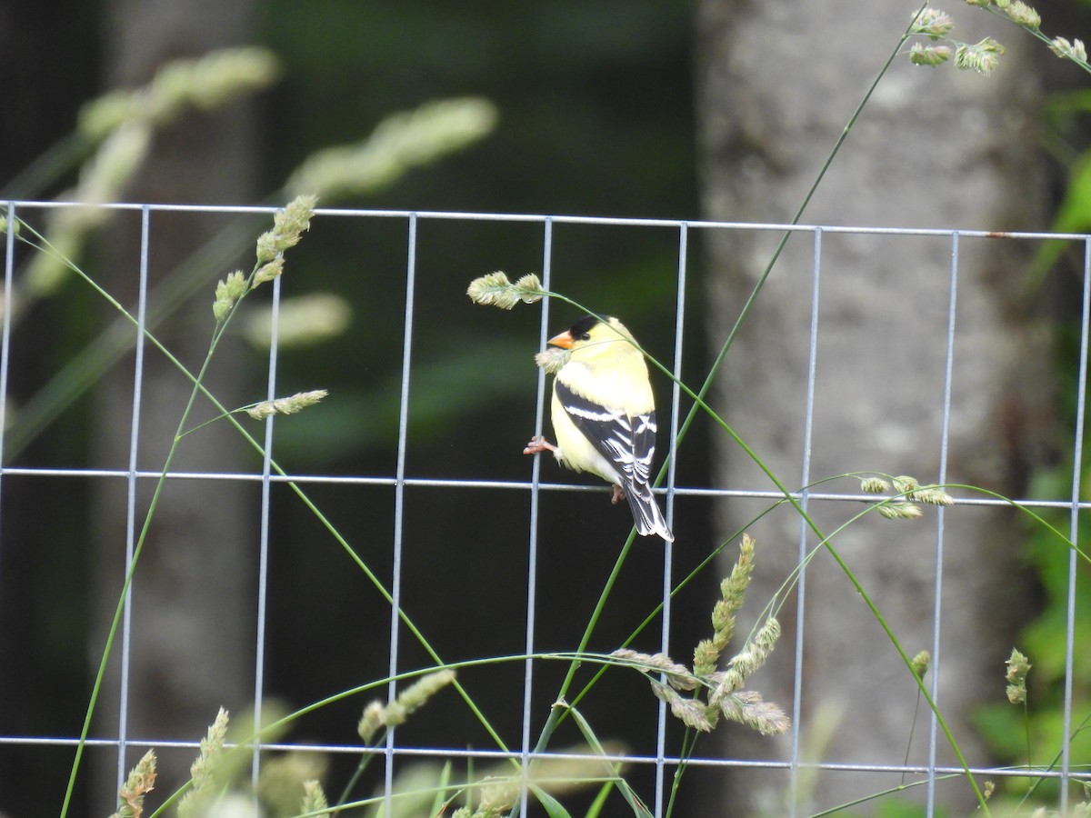 American Goldfinch - ML620788248