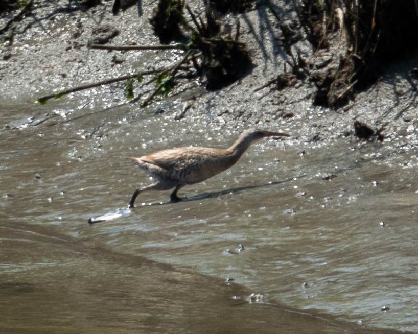 Clapper Rail - ML620788249