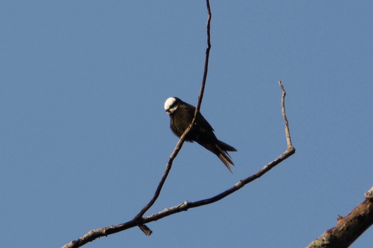 White-headed Sawwing - ML620788250