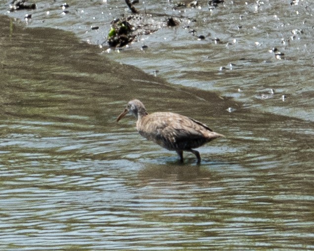 Clapper Rail - ML620788252